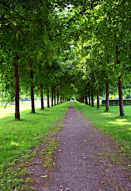 Tree Alley